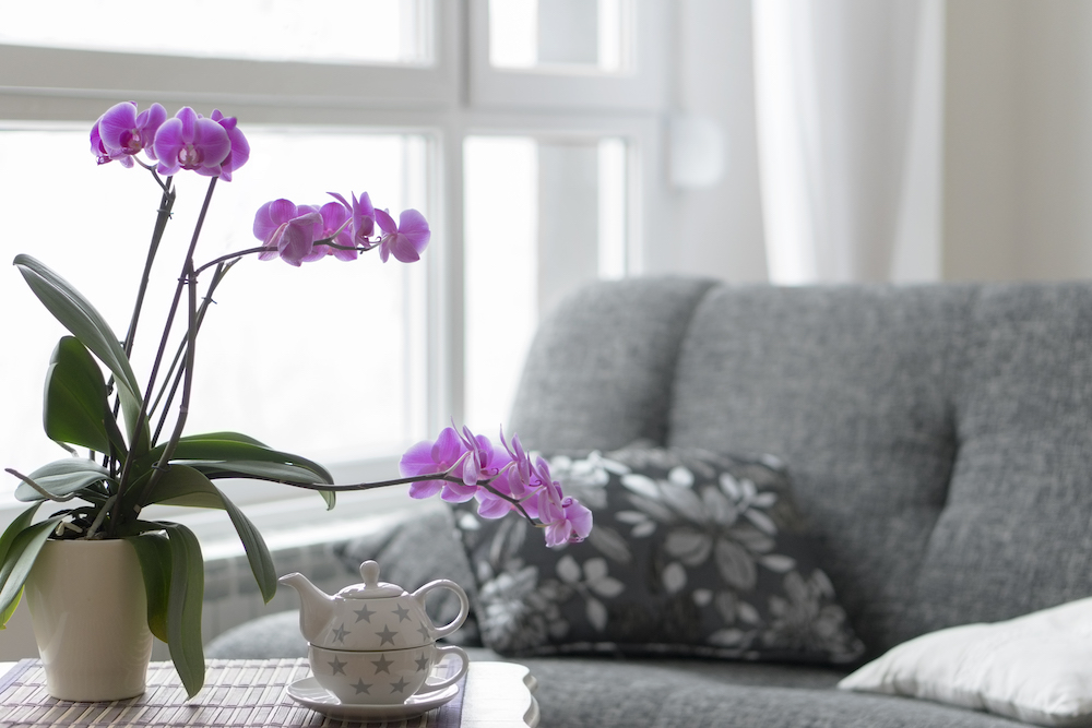 Close-up of empty living room with a purple orchid.